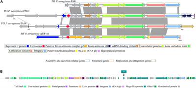 Temperate Bacteriophages (Prophages) in Pseudomonas aeruginosa Isolates Belonging to the International Cystic Fibrosis Clone (CC274)